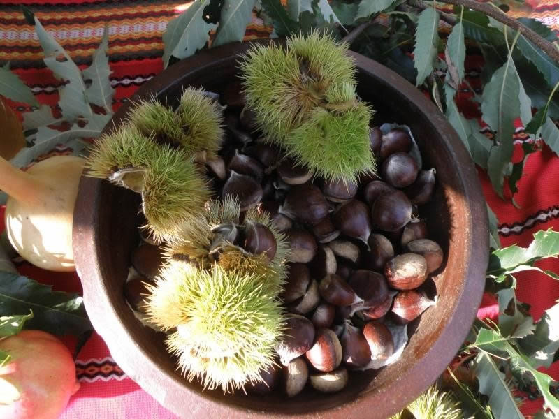 Eco chestnut producers - Bulgaria